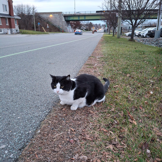 The cat (View Strom Spa)