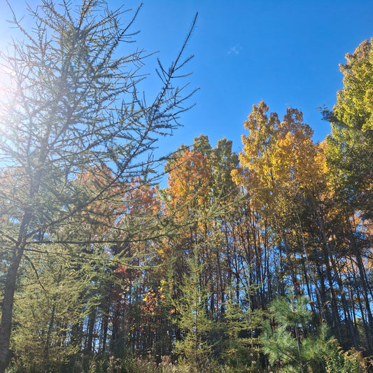 Parc des chutes Burroughs
