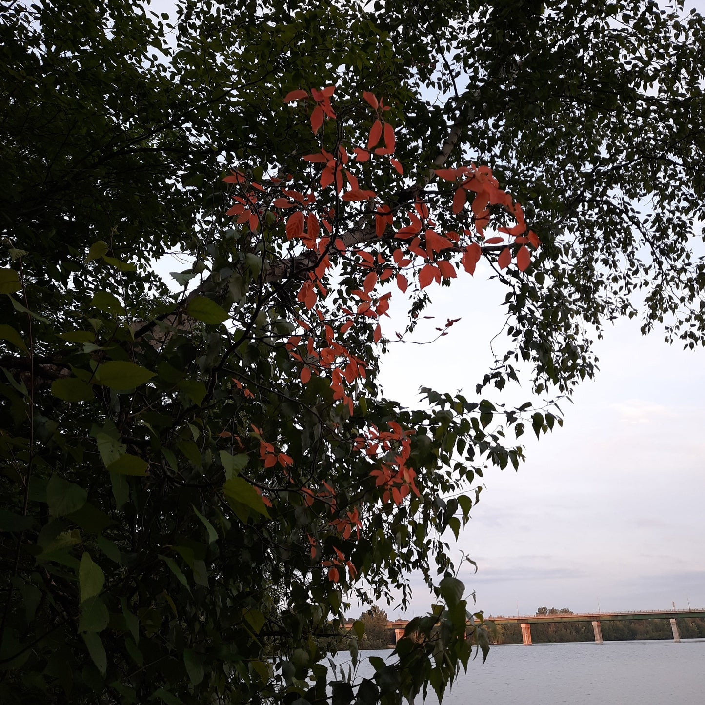 Trouve Les Feuilles Rouges Du 21 Juin 2021 (Vue 1) 5H19