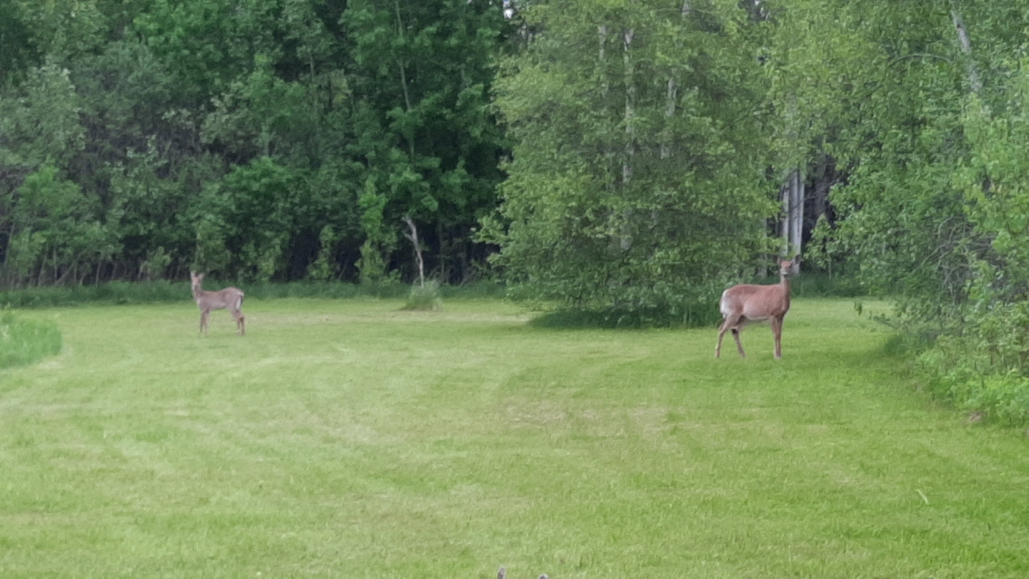 Trouve Les Chevreuils Du 22 Mai 2021 (Faune)