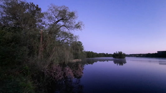 Le Grand Saule Du 24 Mai 2021 (Vue T2)