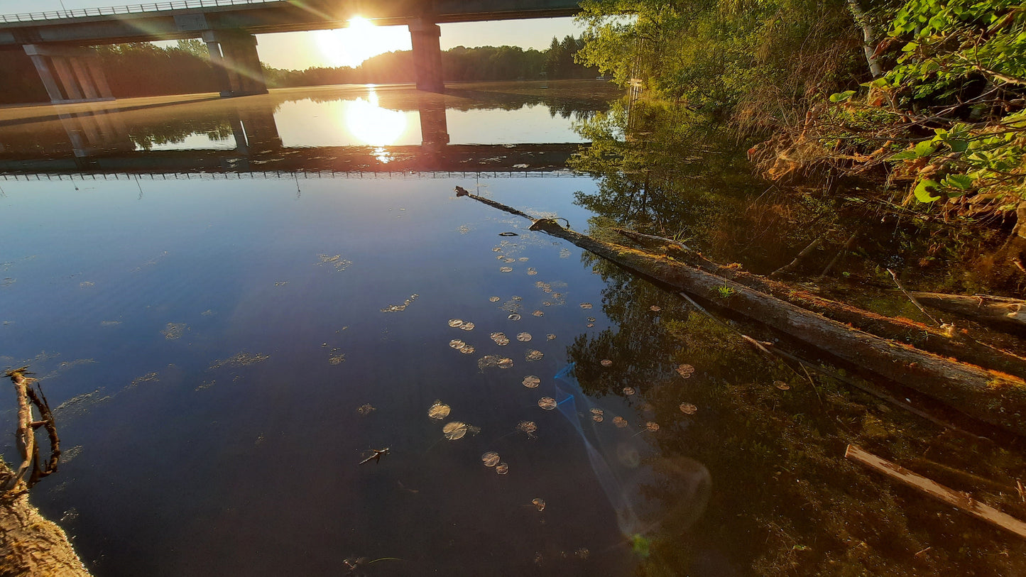 Trouve Les Nénuphars Et Le Soleil Du 2 Juin 2021 (Vue Pk0)