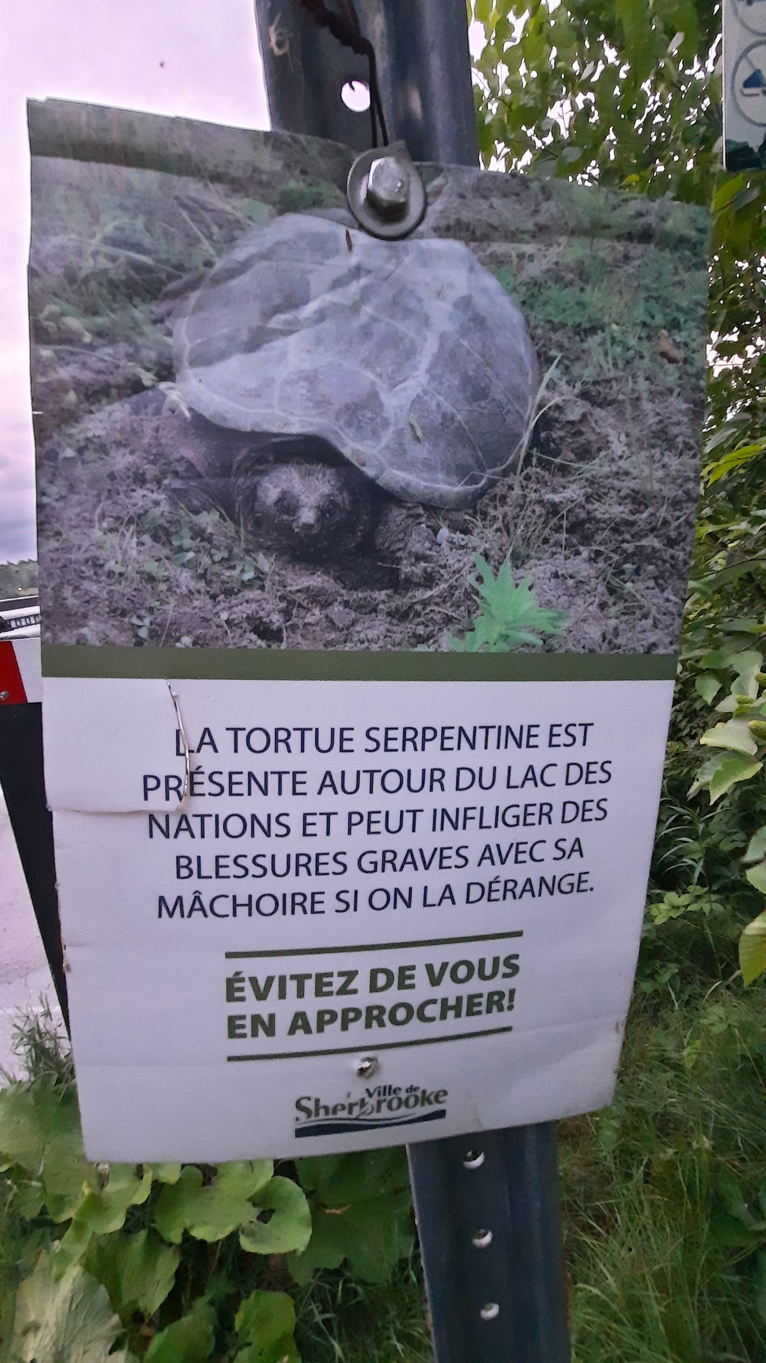 Tortue Du 22 Juin 2021 4H53 (Jour 0)