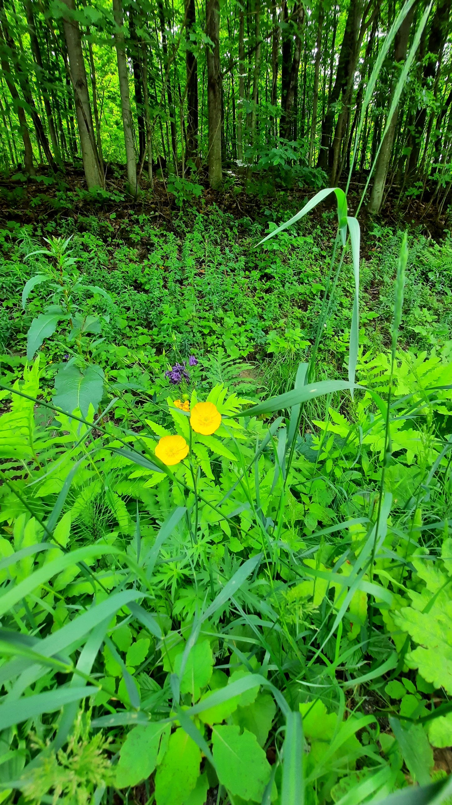 Hommage Au Shinrin Yoku (Jour 3) (25 Juin 2021) Flore