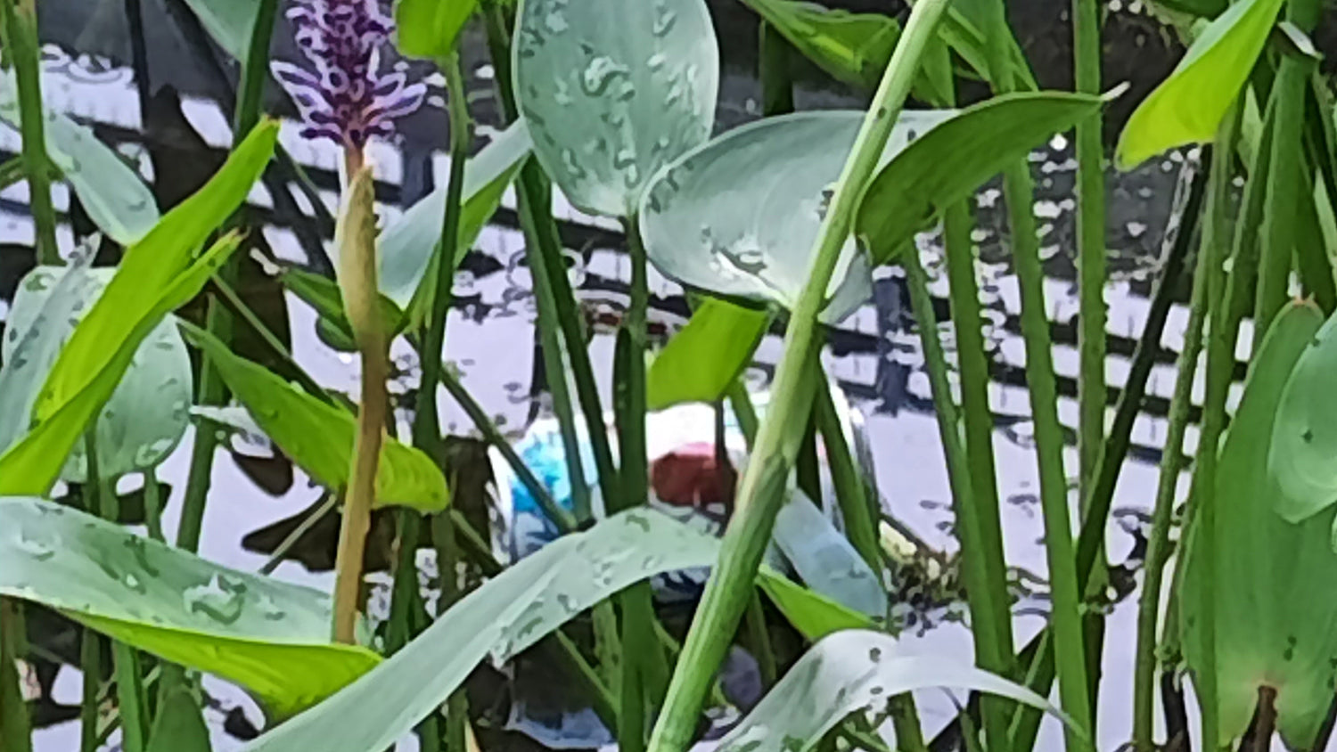 Trouve Les Déchets Du Jour Près Pont Jacques Cartier De Sherbrooke 19 Juillet 2021  (Vue K1)