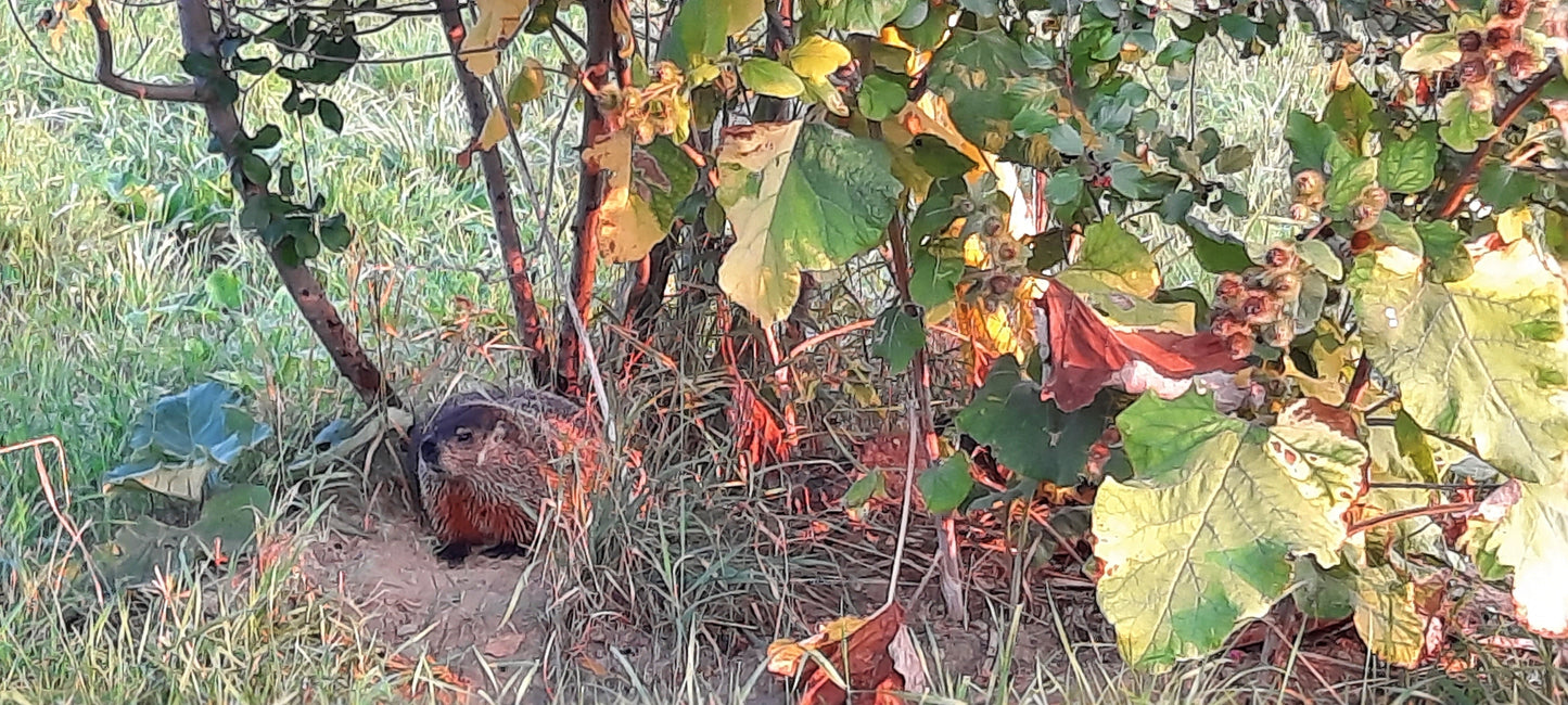 Trouve La Marmotte Du 21 Août 2021 (Vue T1) 6H50