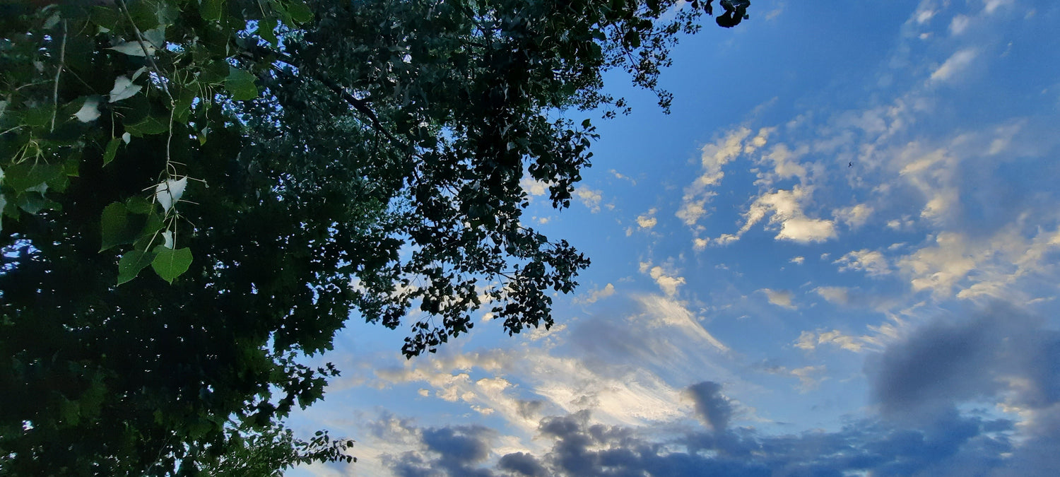 Trouve L’oiseau Les Nuages Blancs Le Ciel Bleu Et L’arbre Du 2 Septembre 2021 6H33