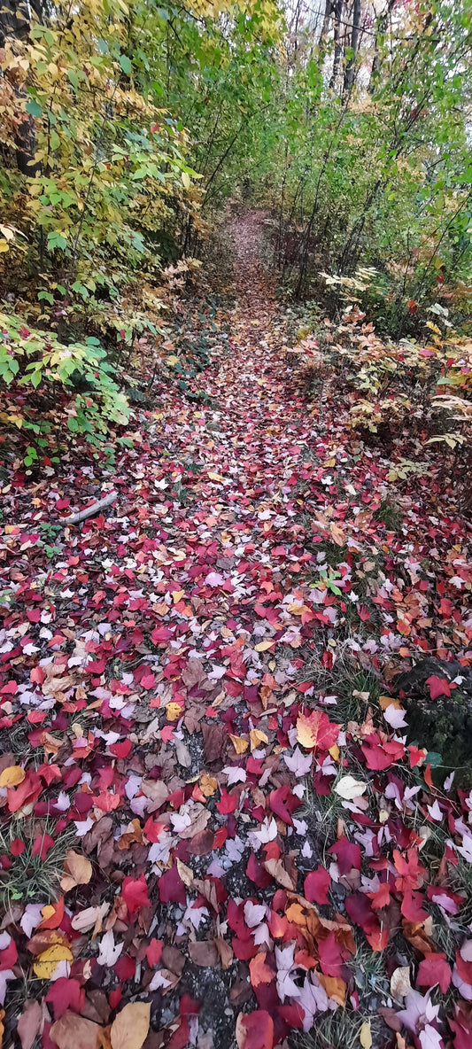 Le Tapis Automnal Du 10 Octobre 2021 7H25