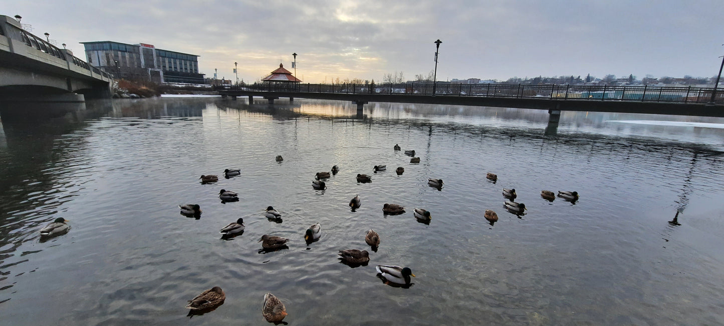 Trouve Les Canards 2021-11-30 08:17 Lac Des Nations À Sherbrooke (Vue Times)