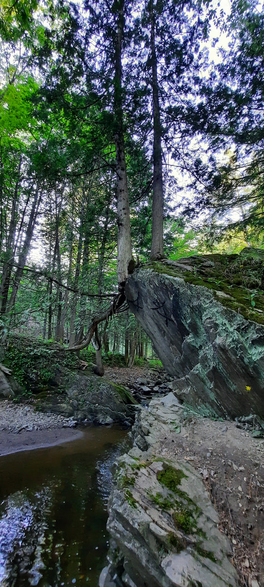 Force De La Nature (Halte Du Pont Couvert)