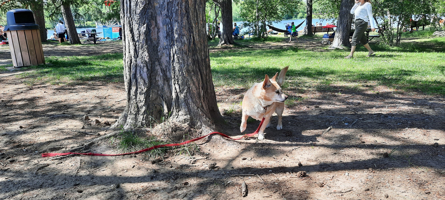 Chien Perdu Au Parc Blanchard