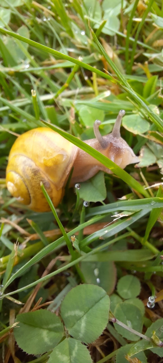 Escargot