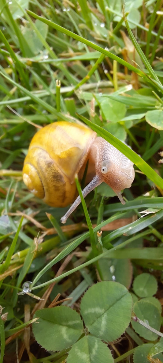 Escargot