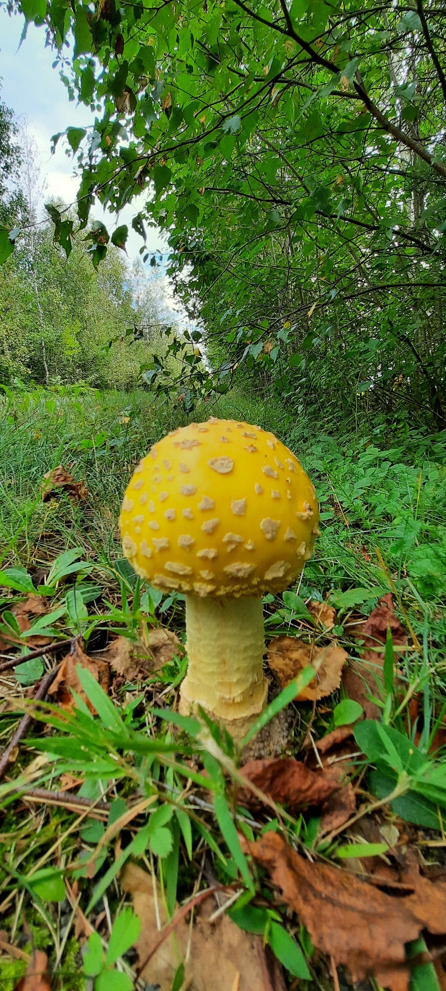 Amanita Flavoconia - Amanite À Voile Jaune