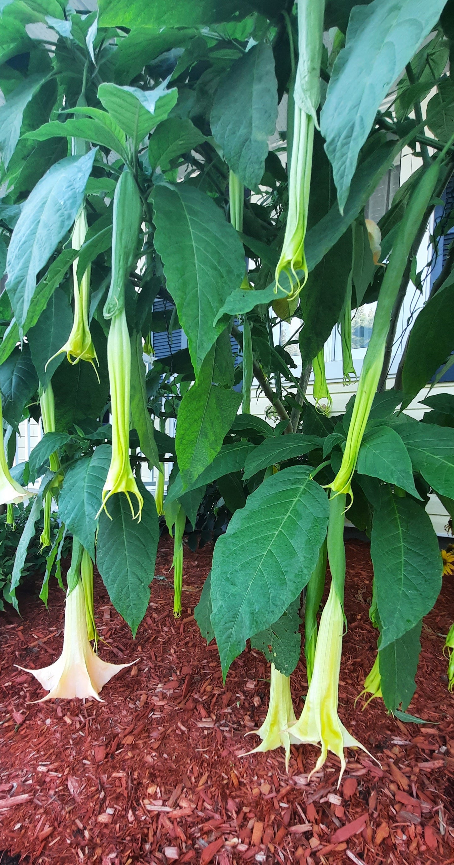 Brugmansia 2023