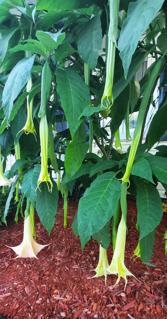 Brugmansia