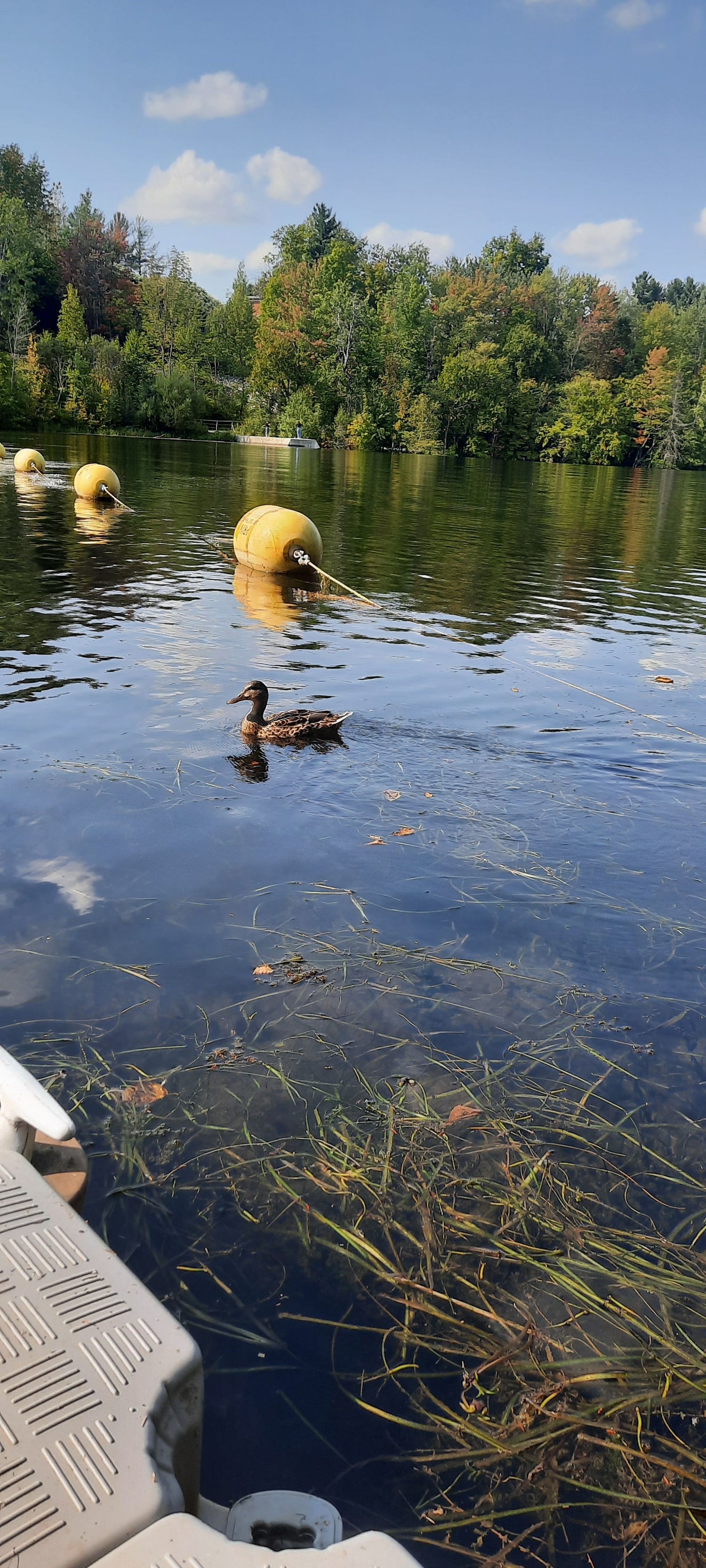 Trouve Le Canard Et Les Soins Énergétiques (Vue Q5)