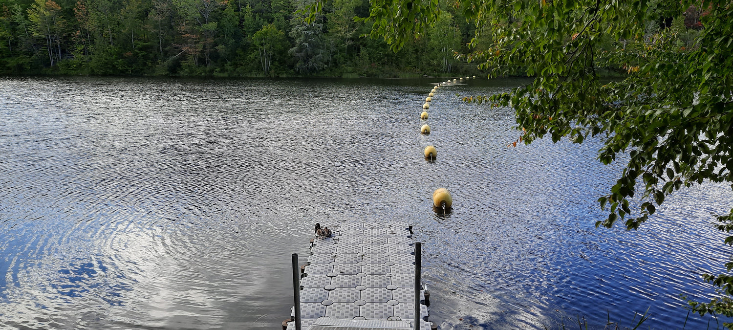 Trouve Les Deux (2) Canards (Vue Q5)