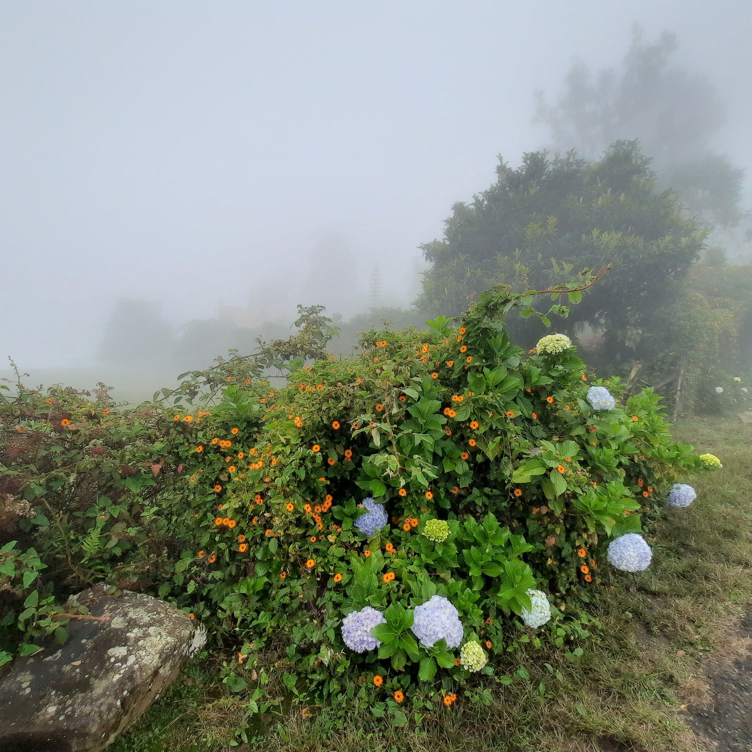 Flore Et Brume Santa Cruz