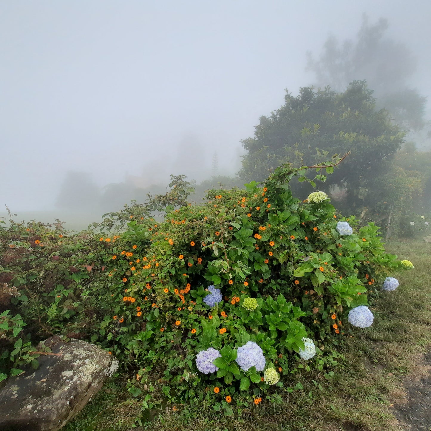 03A - Santa Cruz (Cartago Turrialba)