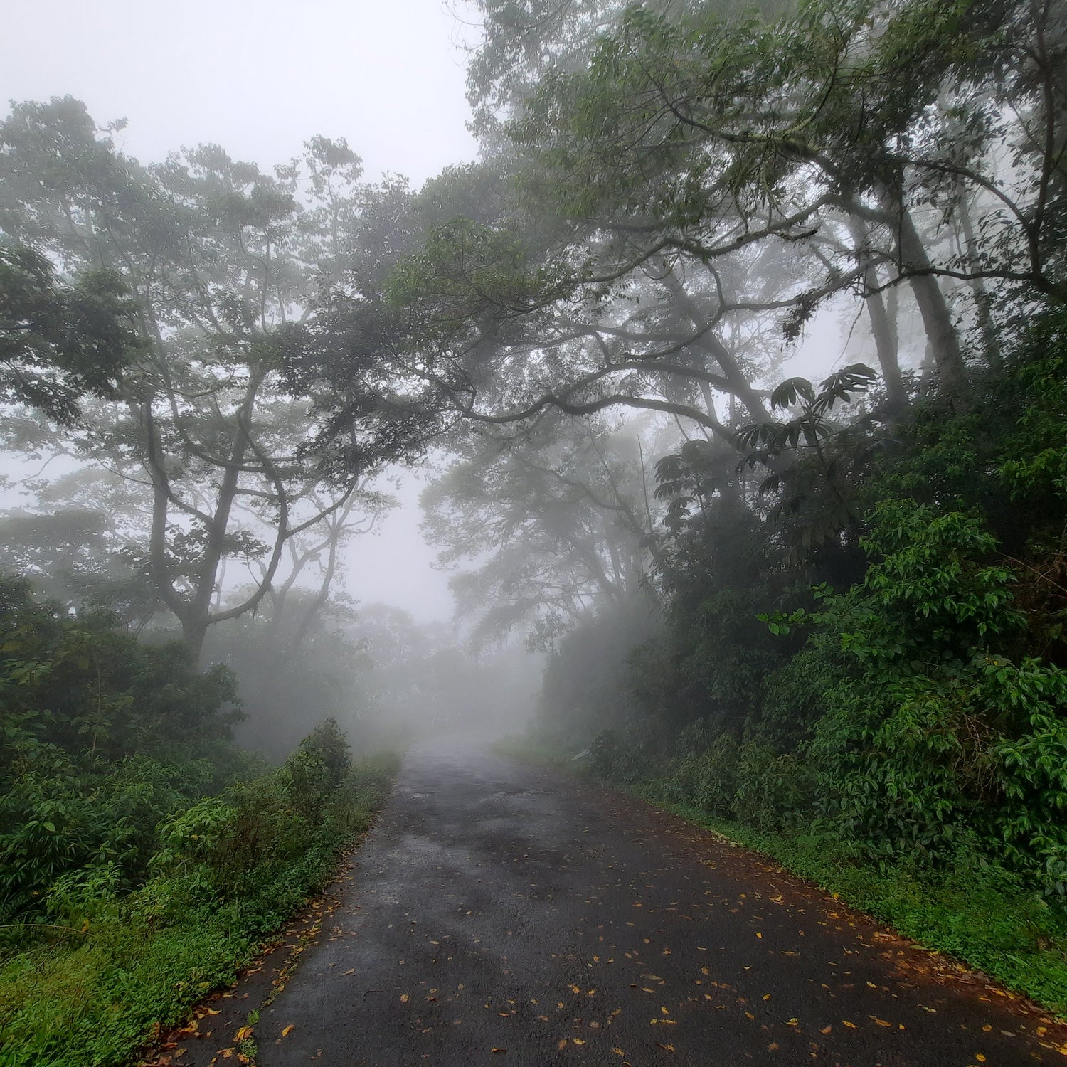 🌫️ Brume