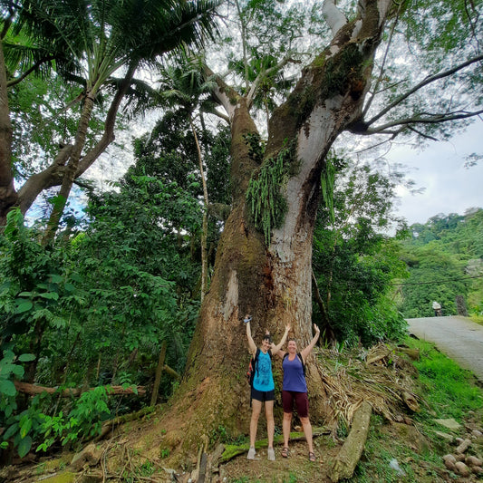 Sere Roca Verde #Dominical