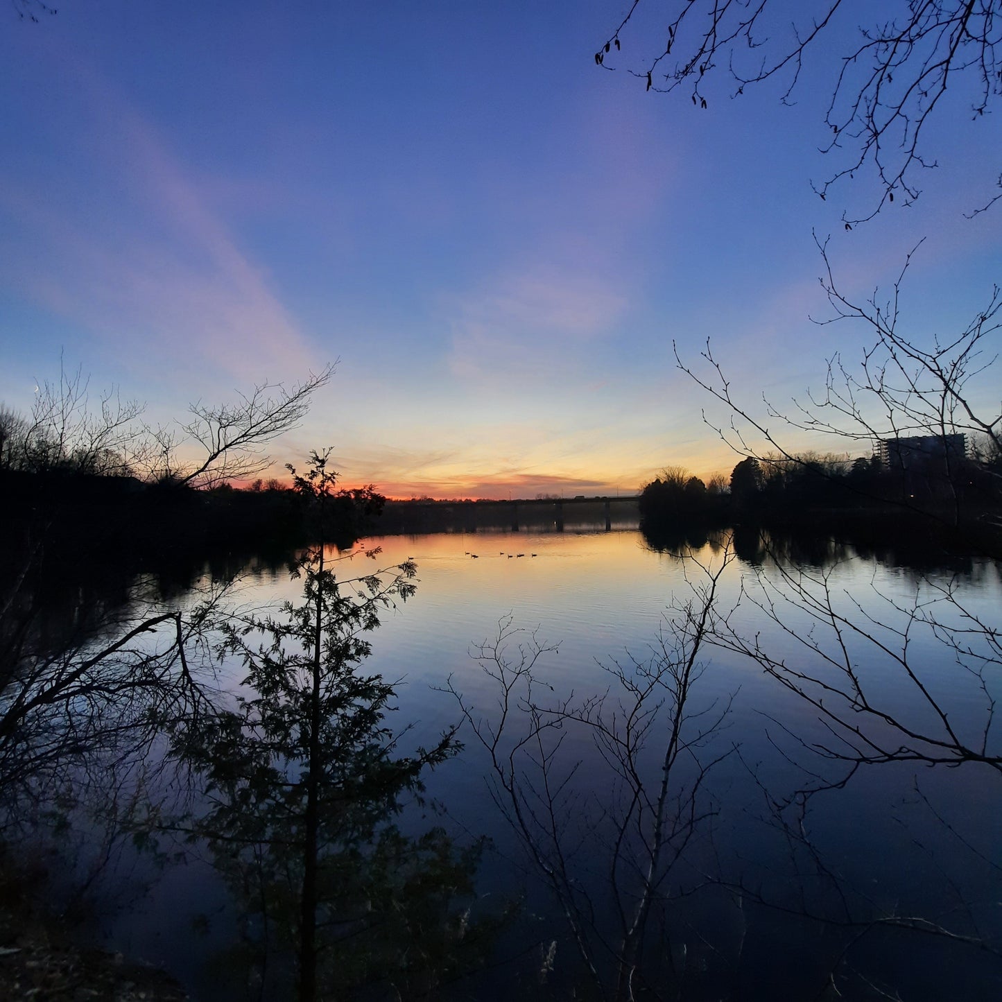 2023-11-16 16:22 (Vue 2.3) Trouve Les Bernaches Lors Du Crépuscule