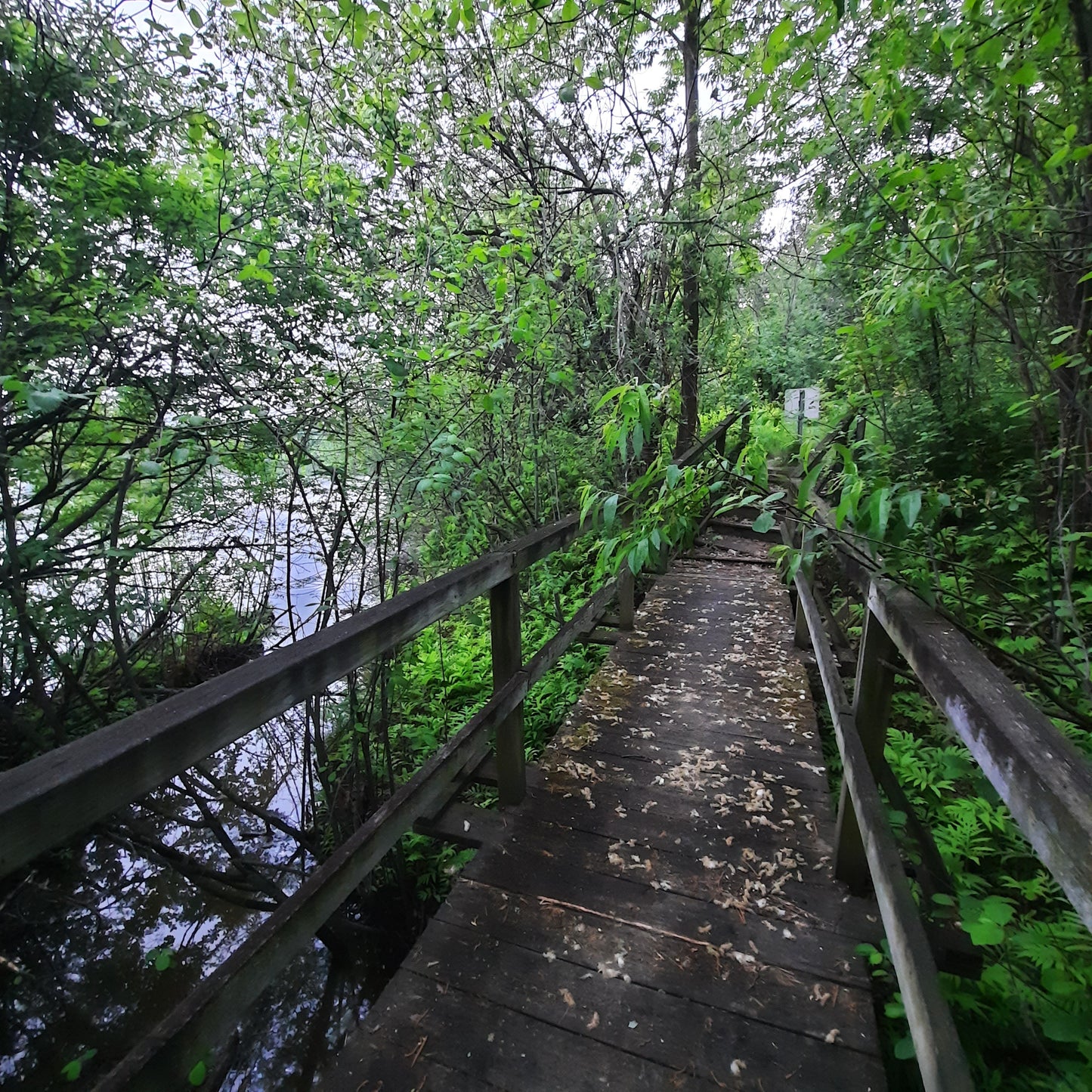 2022-09-25 Trouve La Mésange (Vue Passerelle) (Animation)