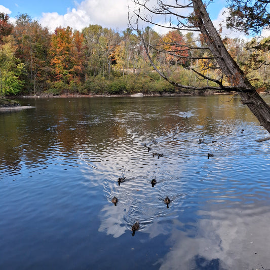 2024-10-05 Trouve les canards (Vue Patio)