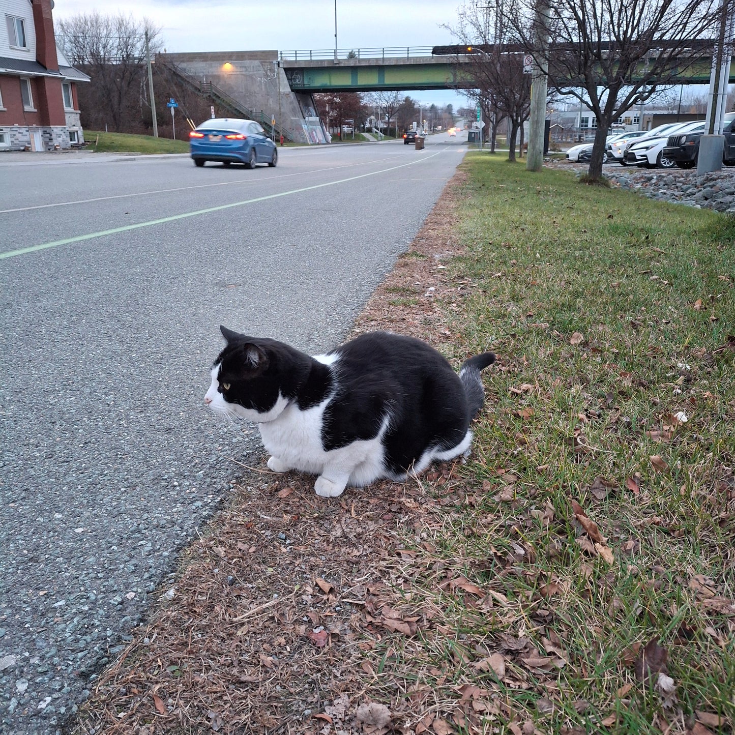 Le chat (Vue Strom Spa)