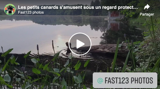 Les Petits Canards S’amusent Sous Un Regard Protecteur...17 Juillet 2021 À 6H23