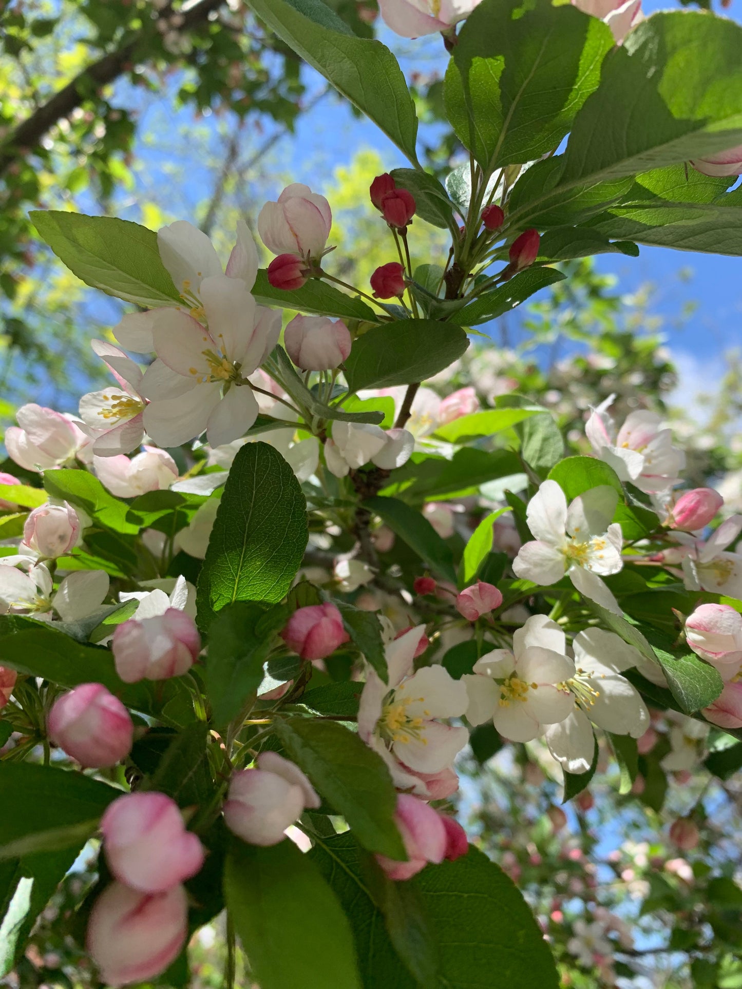 18 Mai 2021 Fleurs De Pommier