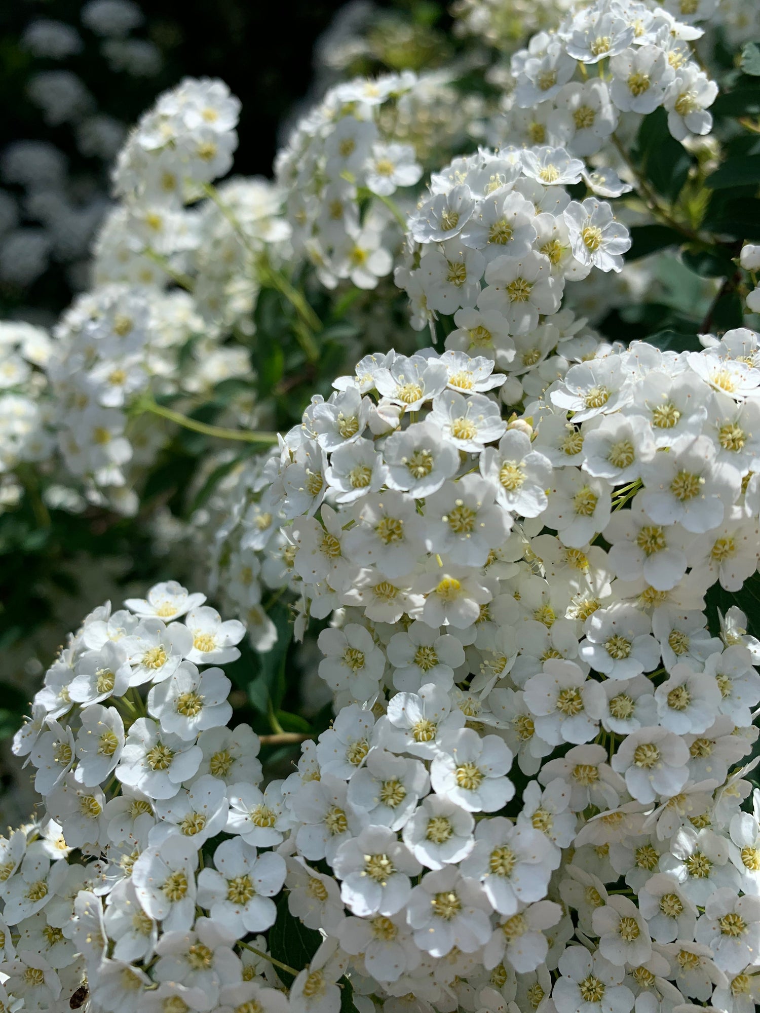 Fleurs Sur Le Chemin Du Centro 28 Mai 2021 (8 Photos)