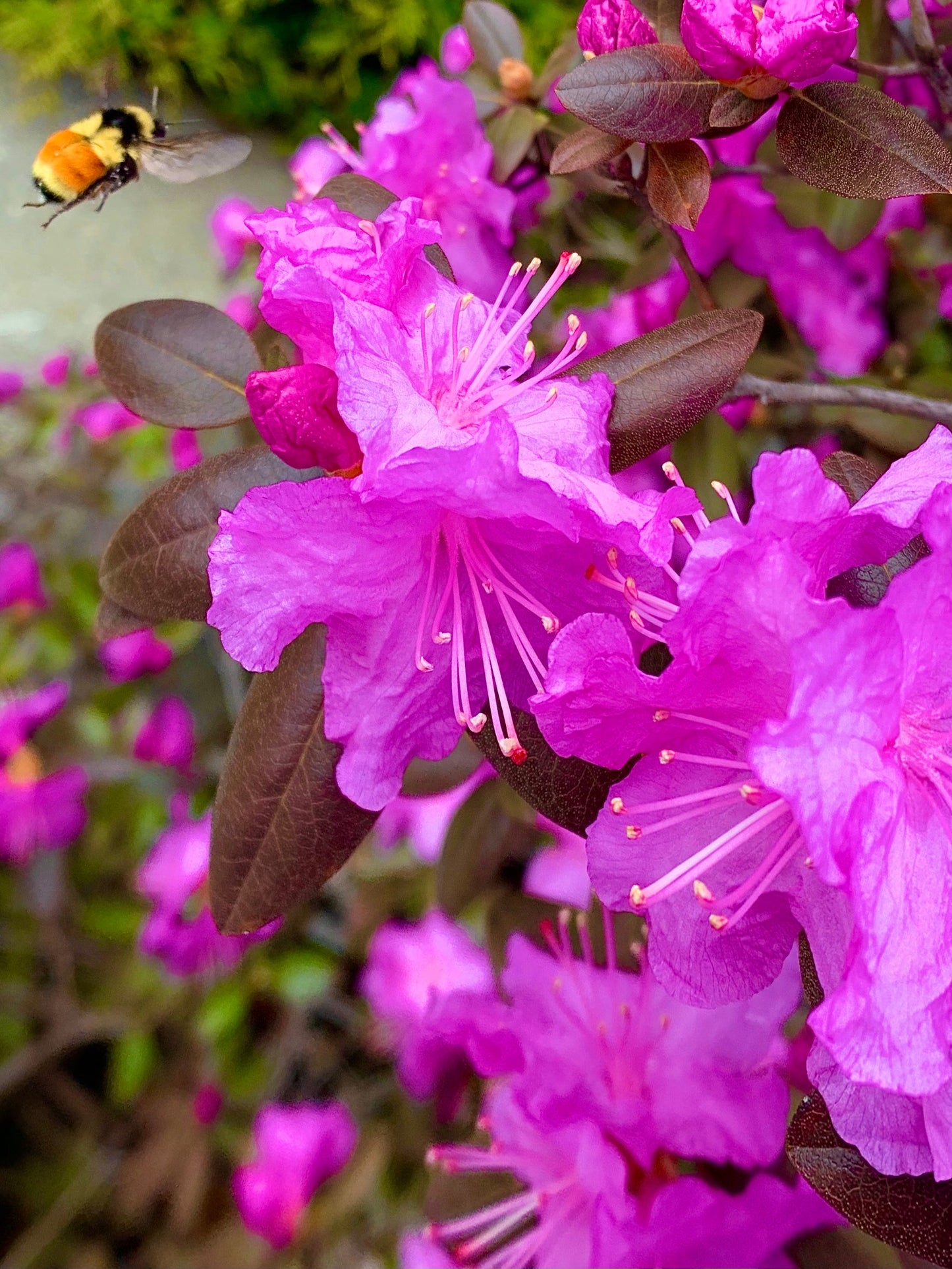 Rhododendron Du 6 Mai 2021