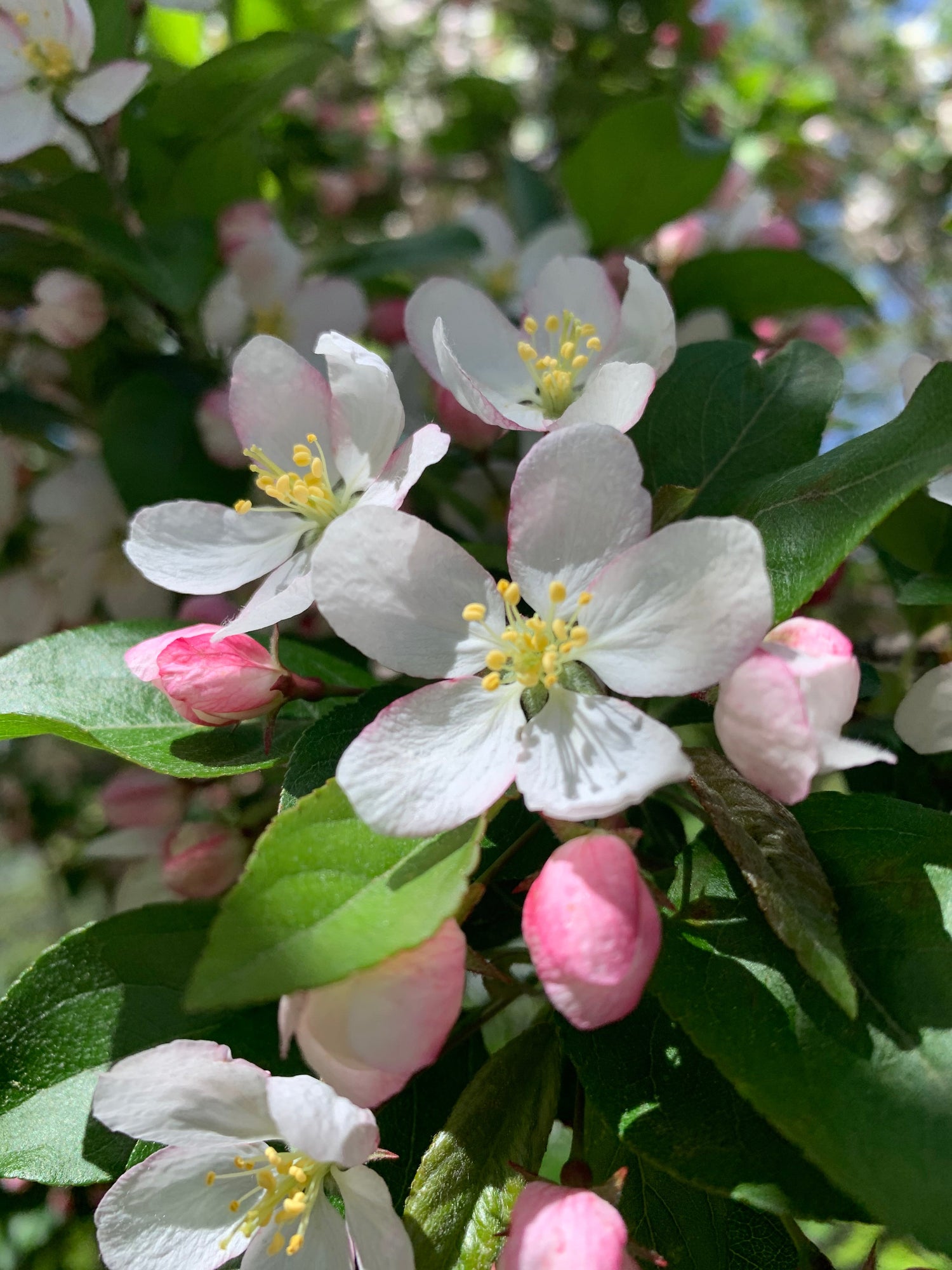 Fleurs De Pommier