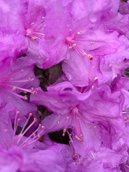 Rhododendron Du 6 Mai 2021