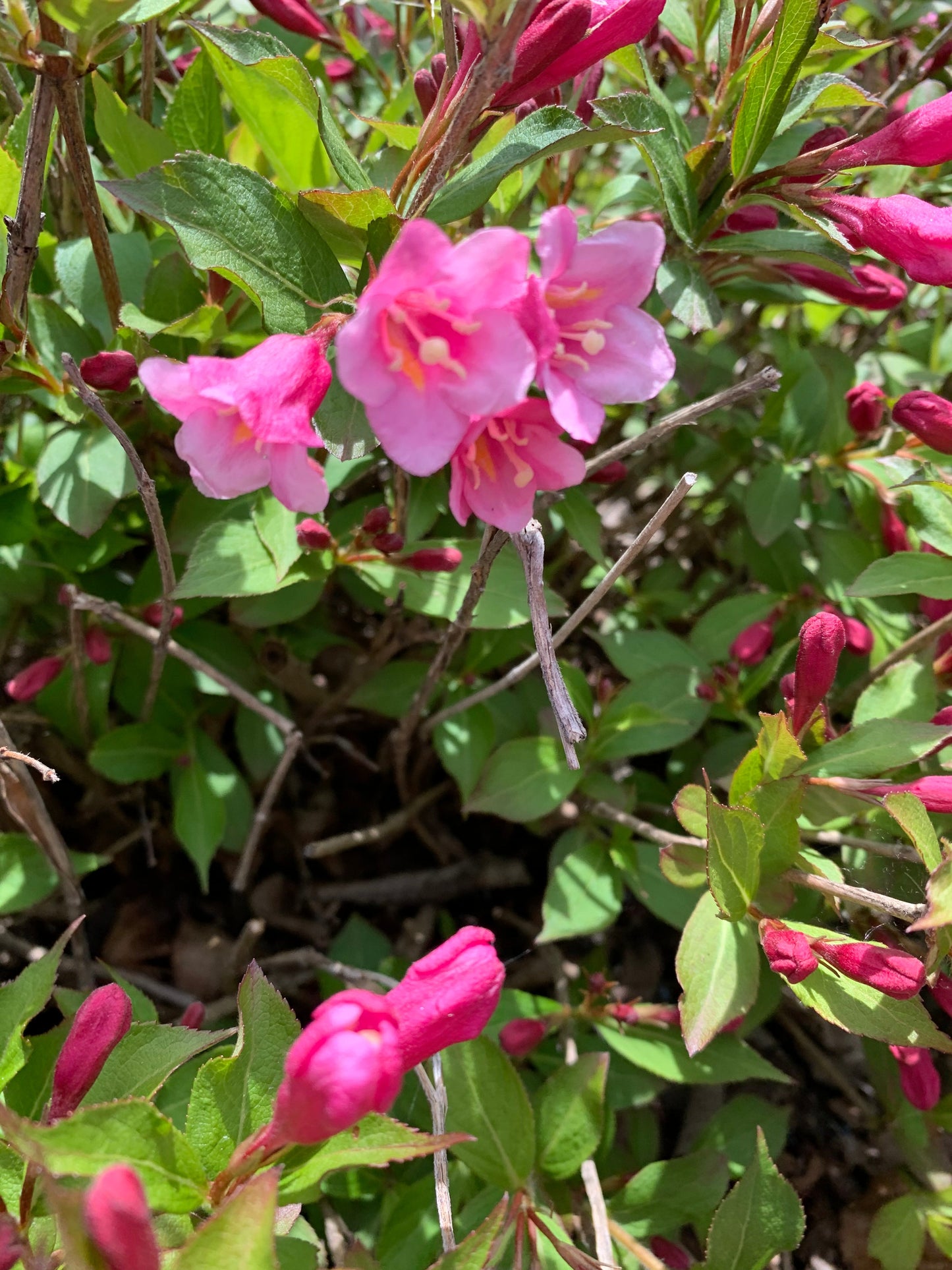 Fleurs Sur Le Chemin Du Centro 28 Mai 2021 (8 Photos)