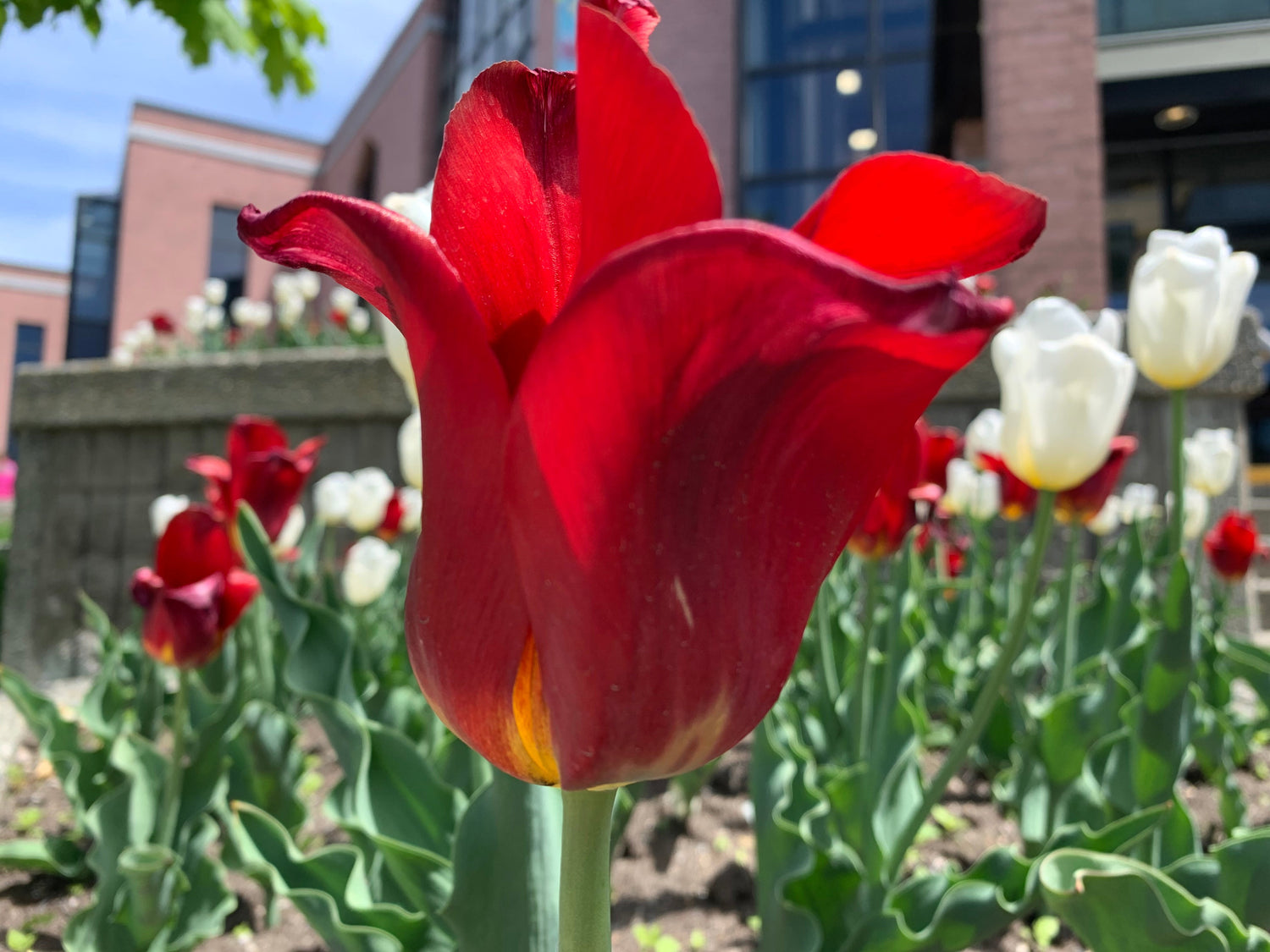 Fleurs Sur Le Chemin Du Centro 28 Mai 2021 (8 Photos)