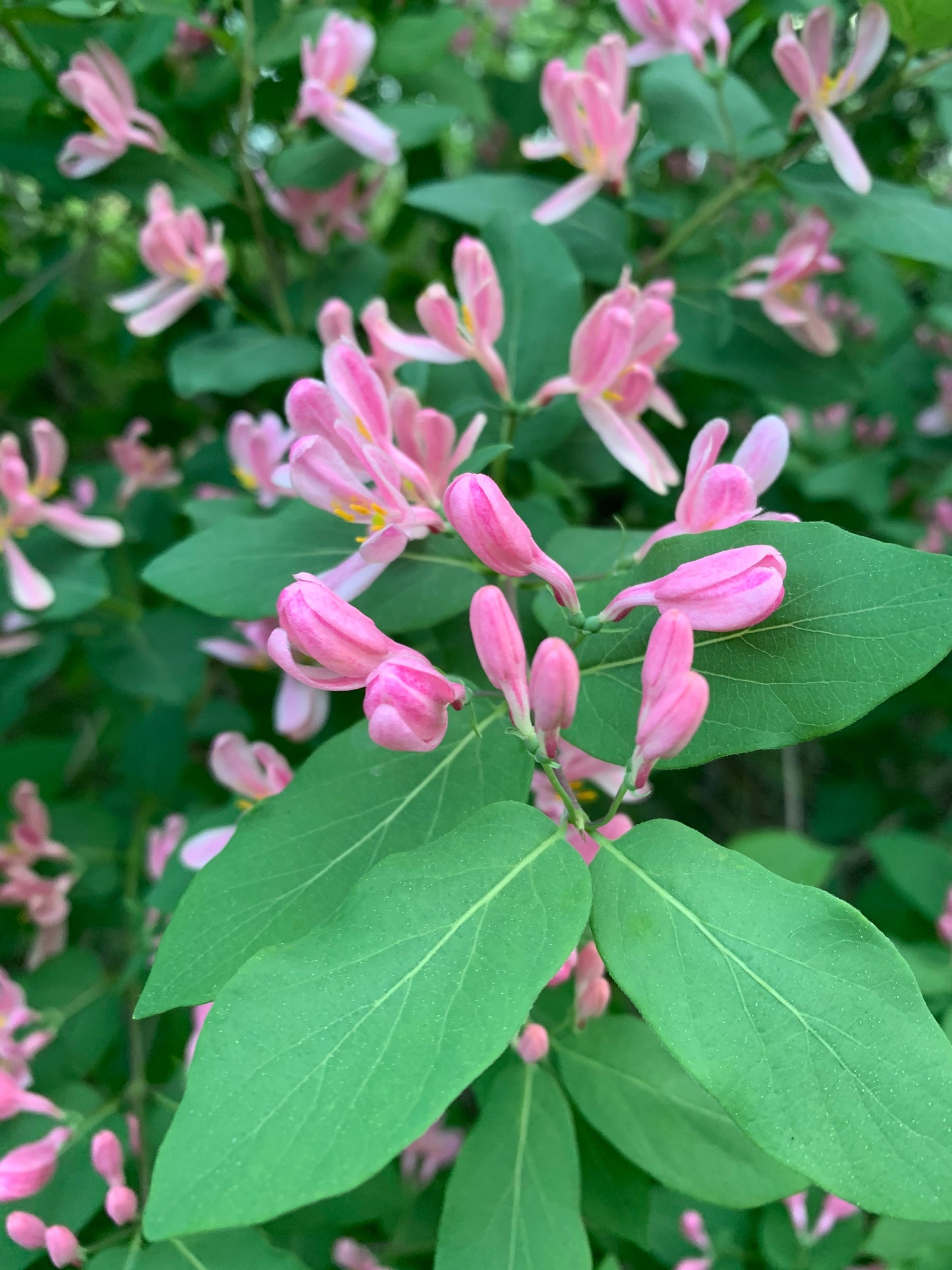 24 Mai 2021 Fleurs